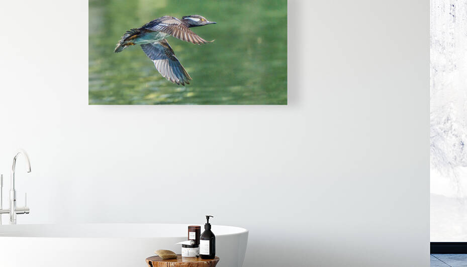 Merganser Races to the Finish Line by RaphaelXOX