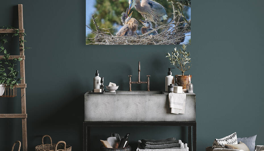 Great Blue Heron Feeding Chicks by RaphaelXOX