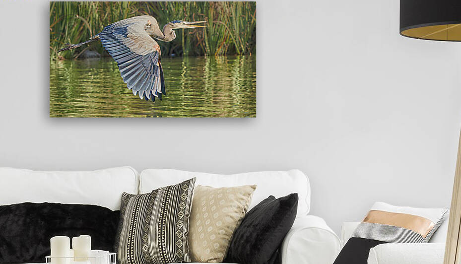 Great Blue Heron Glide by RaphaelXOX