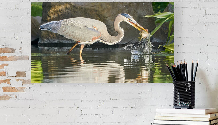 Great Blue Heron Catches Lunch by RaphaelXOX