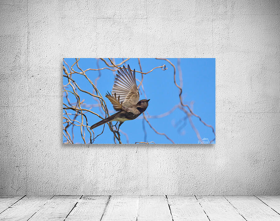 Black Phoebe Takes Flight Wall Preview
