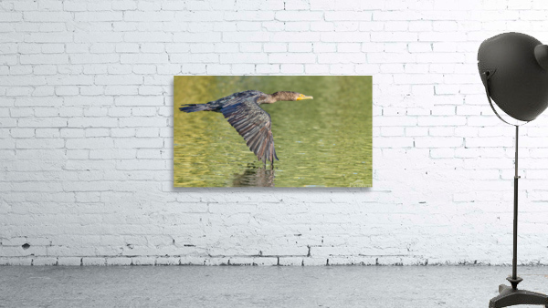 Cormorant Glidding Gracefully Wall Preview