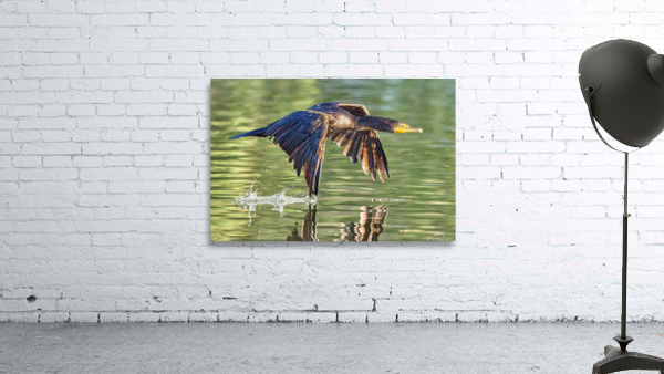 Cormorant Wing Tip Touch Wall Preview