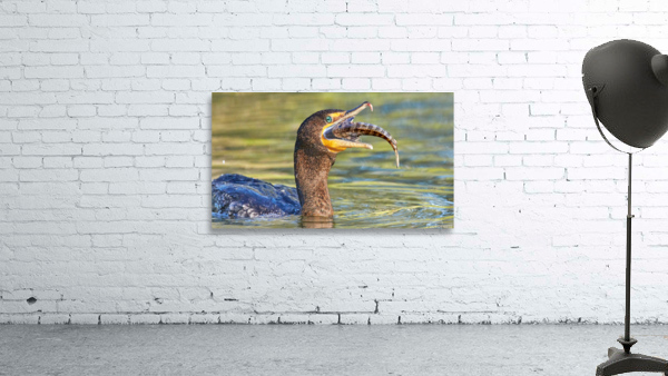 Cormorant Swallows Snack Wall Preview