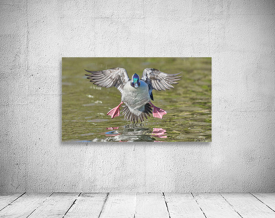 Bufflehead Duck Shows His Stuff  Wall Preview