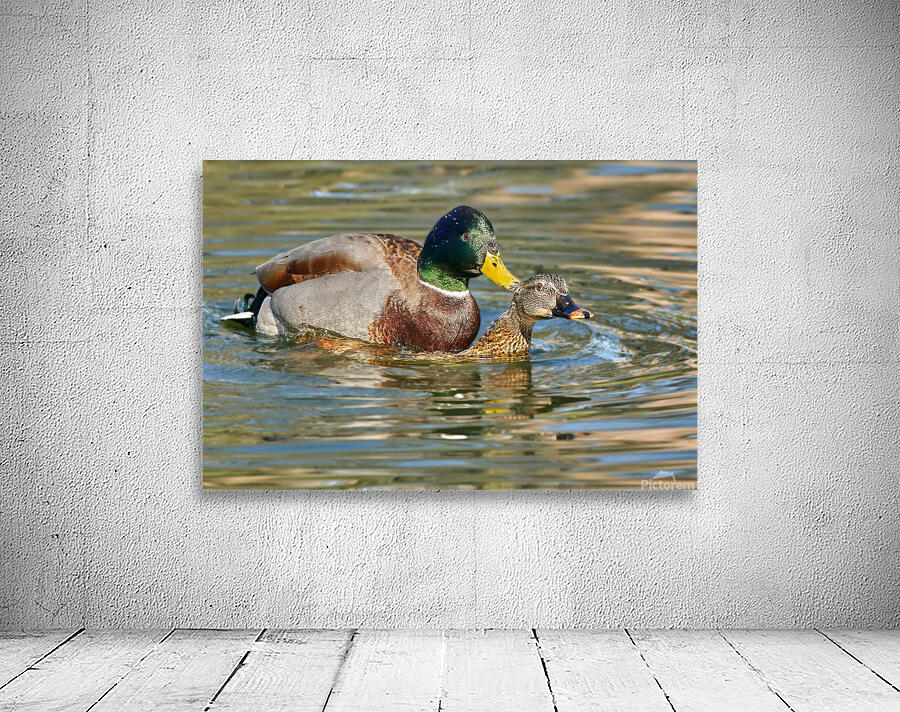 Mallard Romance Wall Preview