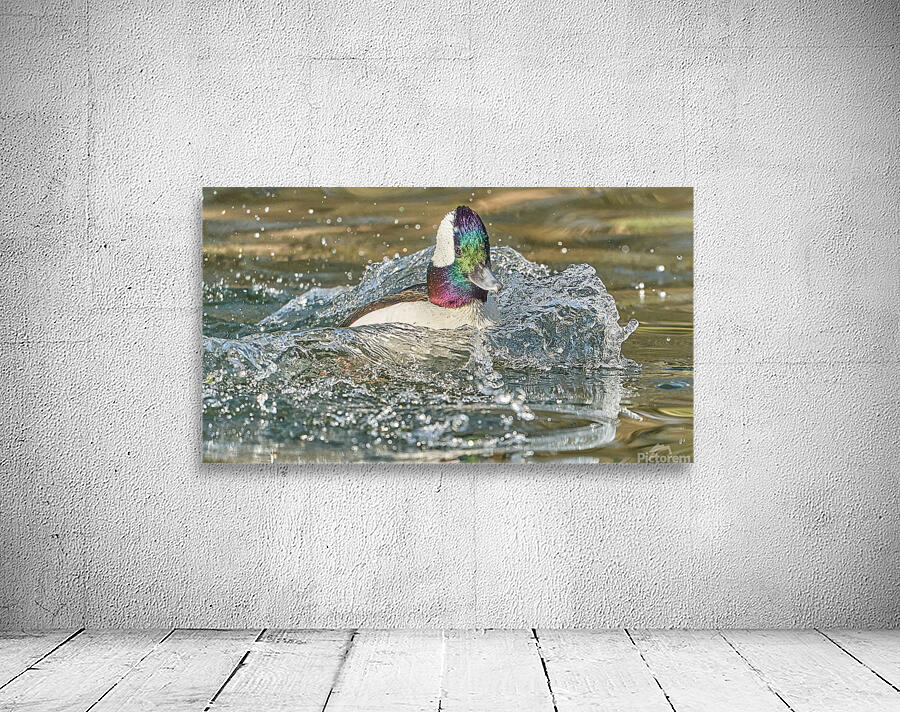 Bufflehead Splashing Waves Wall Preview