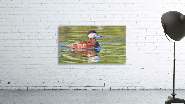 Ruddy Duck Looking Dapper Wall Preview