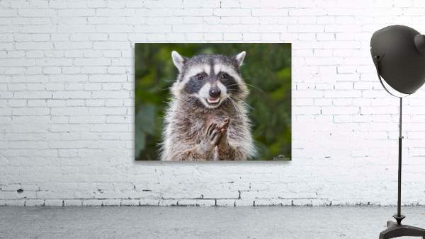 Rene   RaCoon Wall Preview