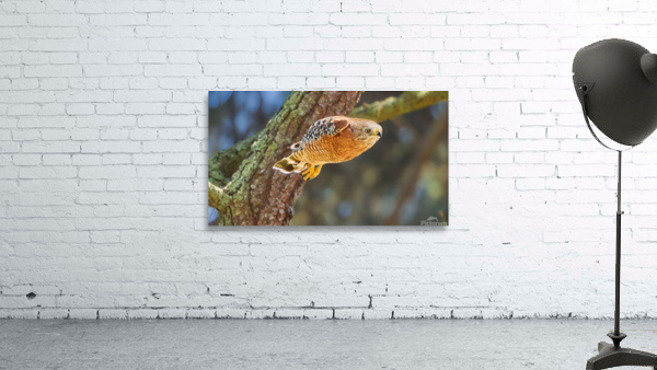 Leaping Red Shouldered Hawk Wall Preview