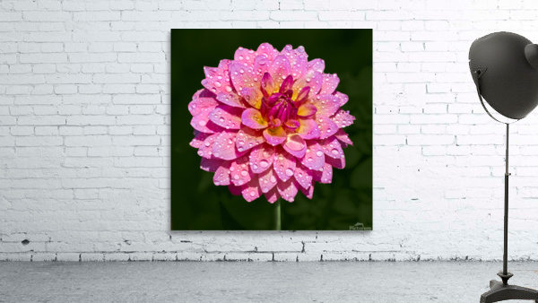 Dahlia Delicious Wall Preview