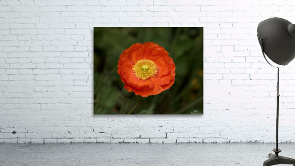 Poppy Perfect Wall Preview
