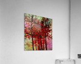 Red Trees Acrylic Print