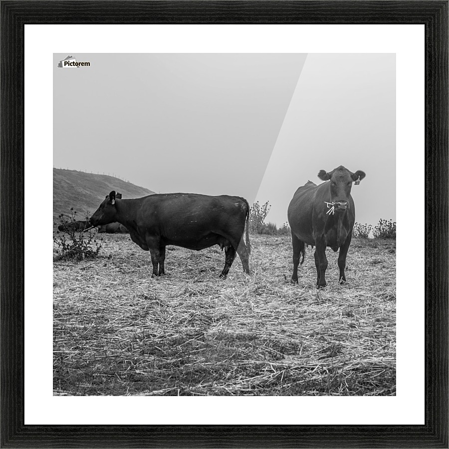 Cows in the mist Picture Frame print