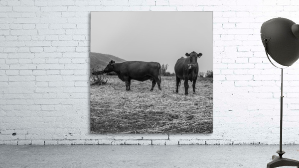 Cows in the mist Wall Preview