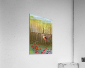 Hummingbird Acrylic Print