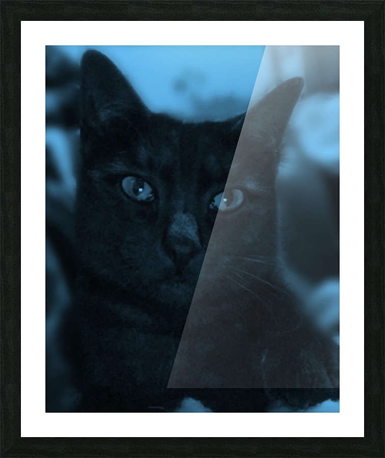 black cat in blue Picture Frame print
