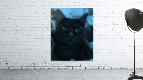 black cat in blue Wall Preview