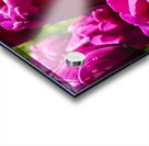 Super Closeup Spring Tulip Flowers from Keukenhof in the Netherlands 21 of 36 Acrylic print