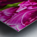 Super Closeup Spring Tulip Flowers from Keukenhof in the Netherlands 21 of 36 Metal print