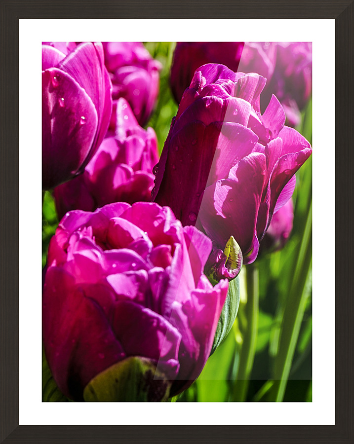 Super Closeup Spring Tulip Flowers from Keukenhof in the Netherlands 21 of 36 Picture Frame print