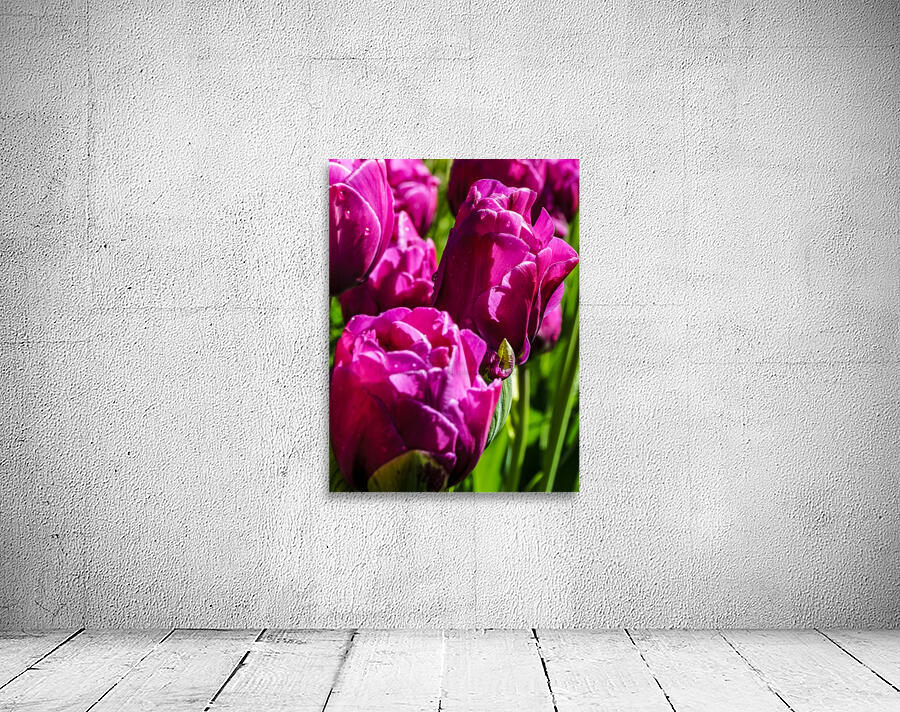 Super Closeup Spring Tulip Flowers from Keukenhof in the Netherlands 21 of 36 Wall Preview