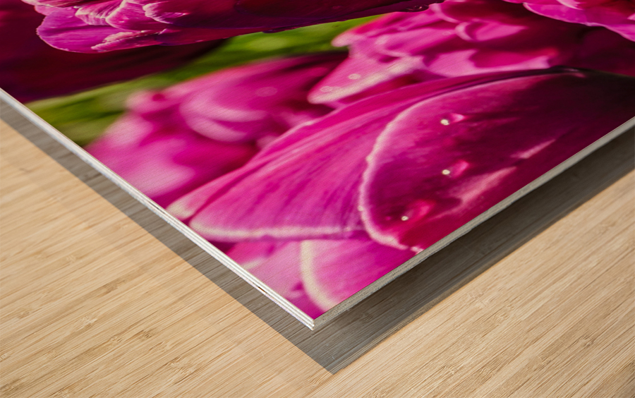 Super Closeup Spring Tulip Flowers from Keukenhof in the Netherlands 21 of 36 Wood print