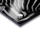 Zebra Close-up – B&W Acrylic print