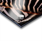 Zebra Close-up Acrylic print
