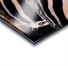 Zebra Stripes Acrylic print