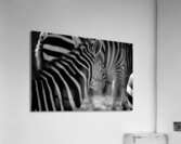 Zebra Close-up – B&W Acrylic Print