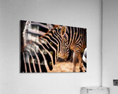 Zebra Close-up Acrylic Print