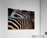 Zebra Stripes Acrylic Print