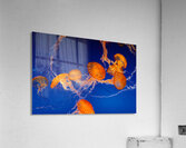 Jellyfish Nightlight Acrylic Print