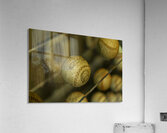 Baseball History in Glass - Boston Acrylic Print