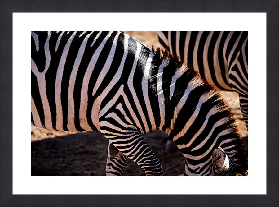Zebra Mane Light & Shadow Picture Frame print