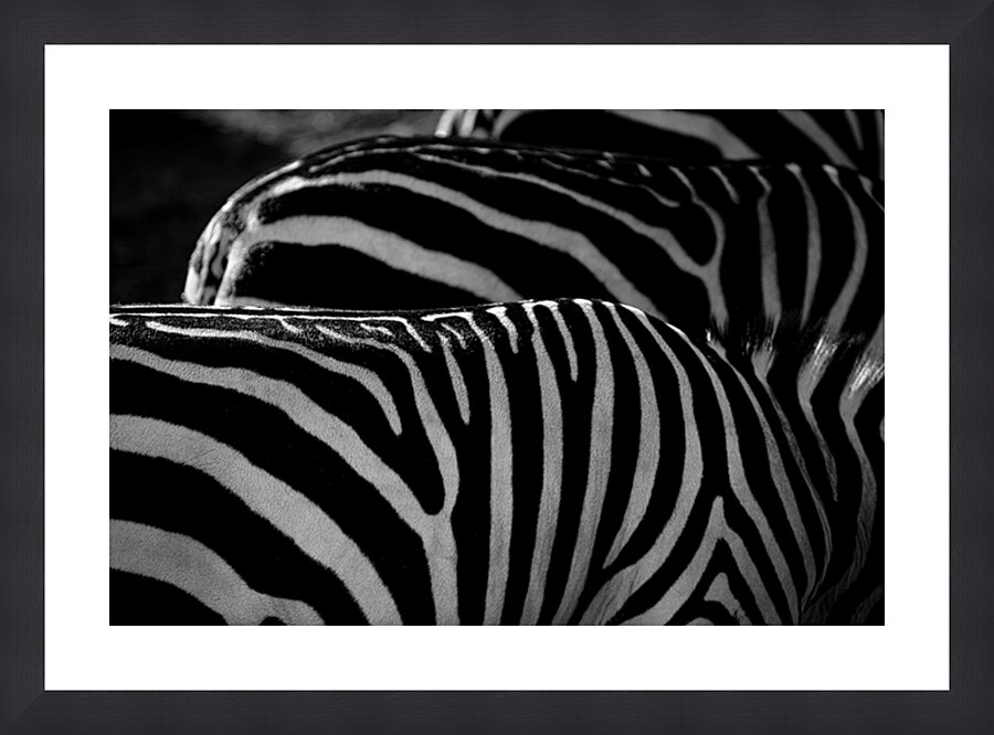 Zebra Stripes – B&W Picture Frame print