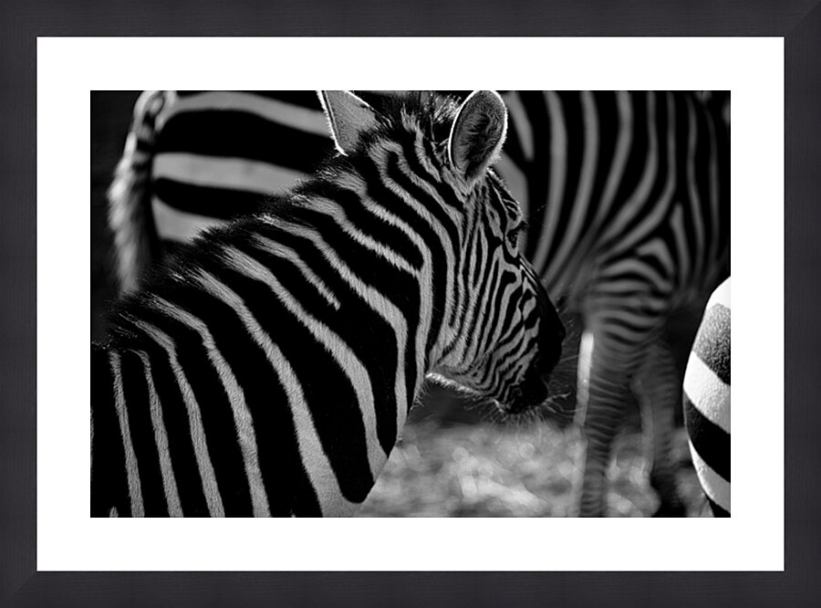 Zebra Close-up – B&W Picture Frame print