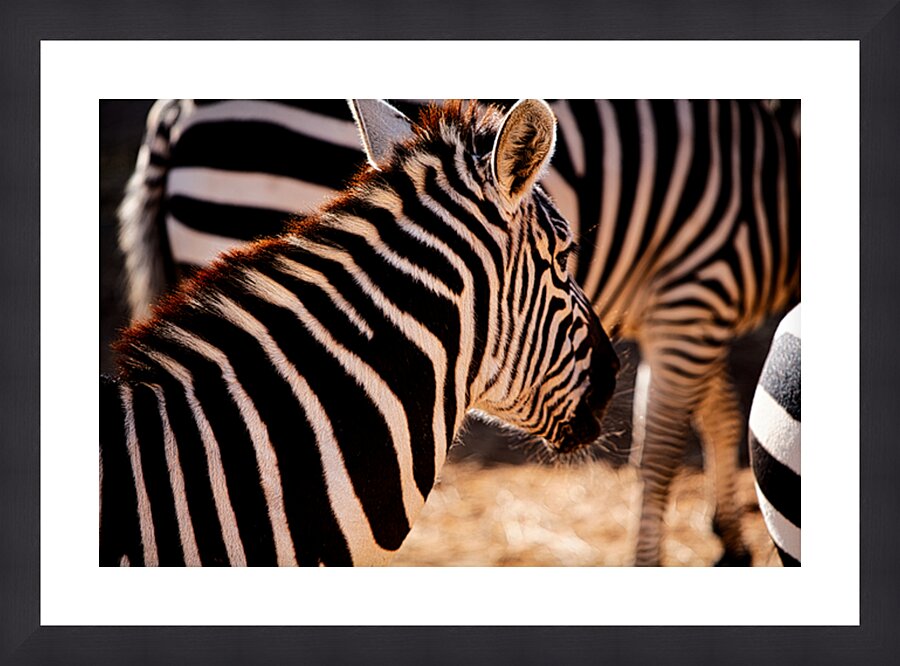 Zebra Close-up Picture Frame print