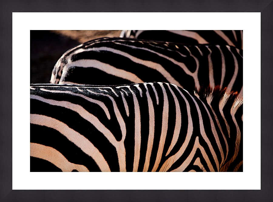 Zebra Stripes Picture Frame print