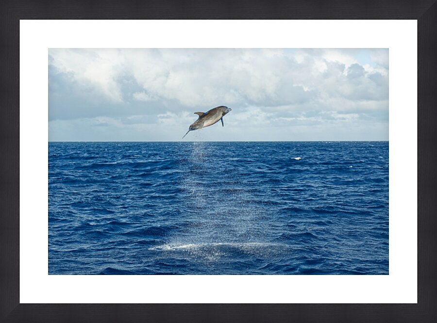 Flying Dolphin Picture Frame print