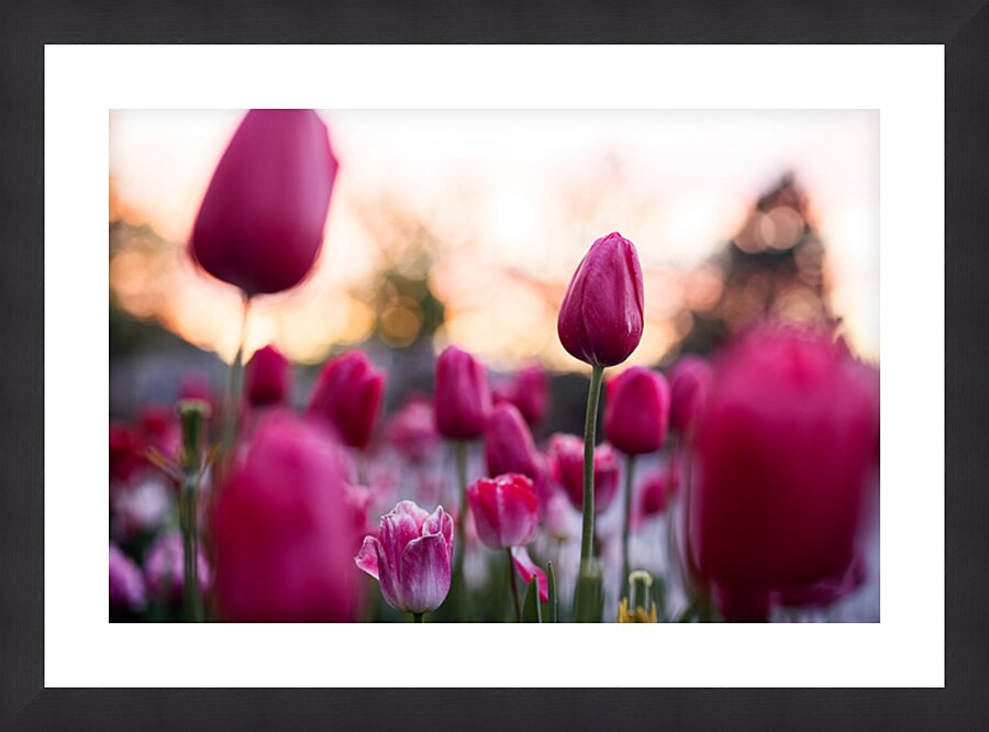 Standing Proud Picture Frame print