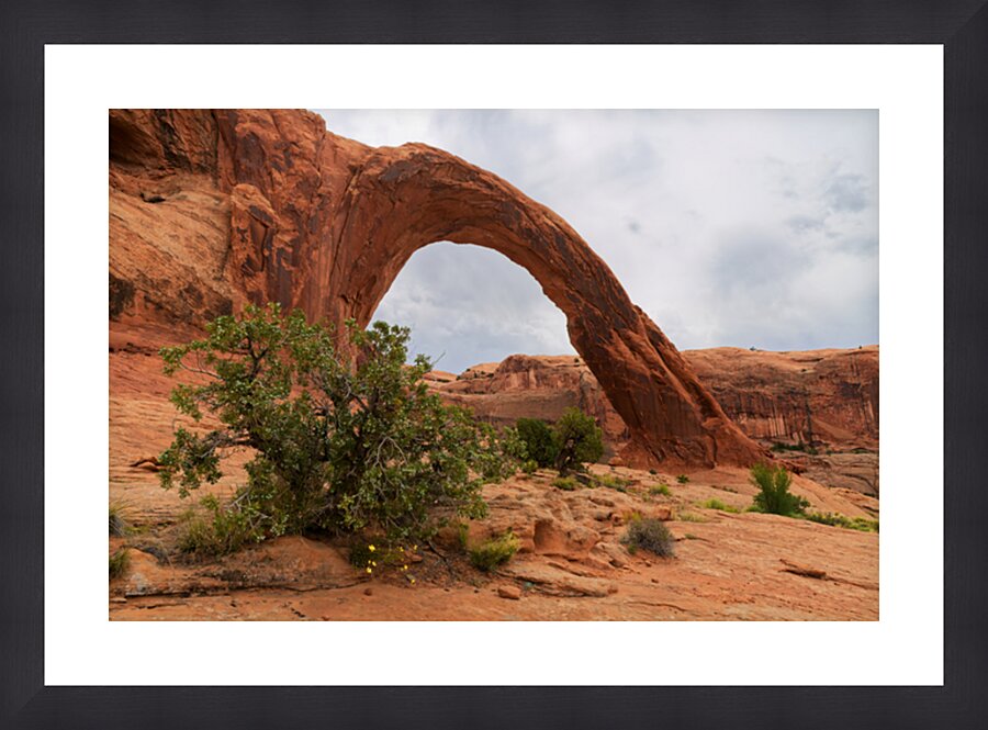 Pinion Pine Under Corona Arch Picture Frame print