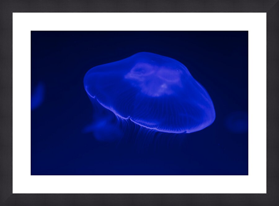 Soft Light Jellyfish Picture Frame print