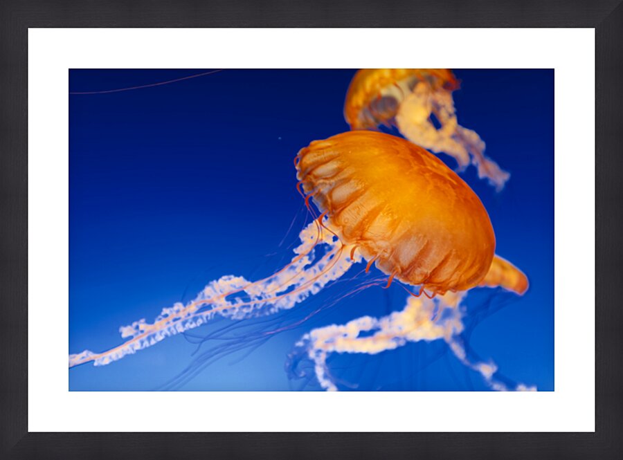 Jellyfish Nightlight Picture Frame print