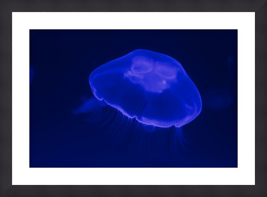 Soft Light Jellyfish Picture Frame print