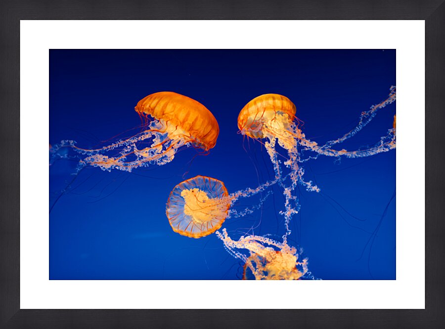 Jellyfish Nightlight Picture Frame print