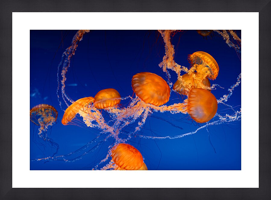 Jellyfish Nightlight Picture Frame print