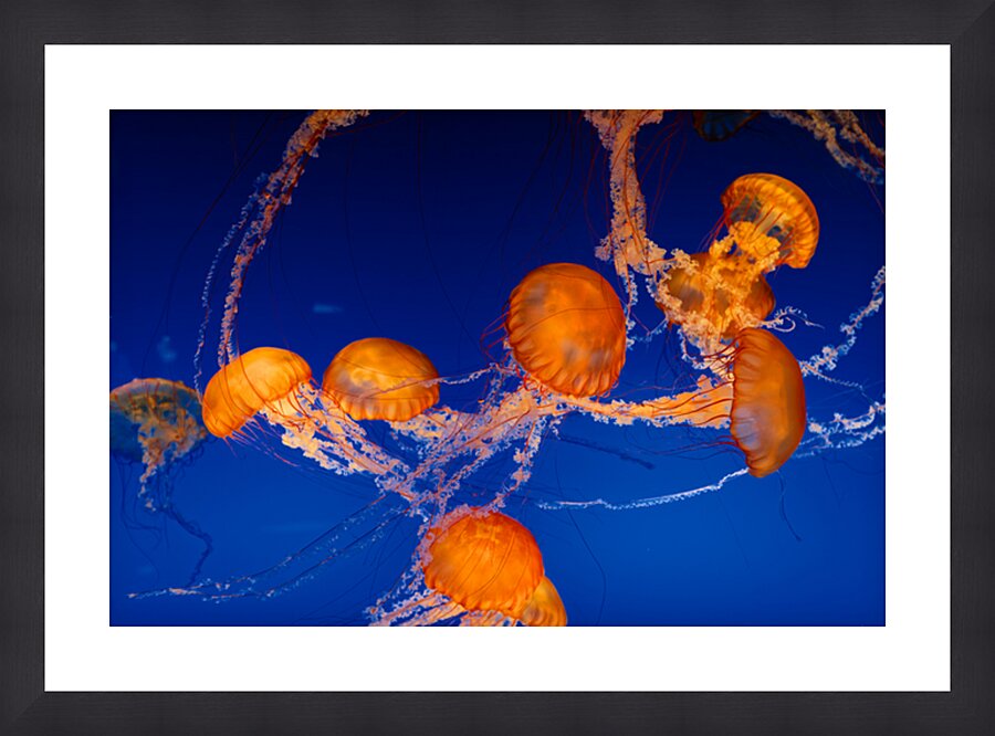 Jellyfish Nightlight Picture Frame print