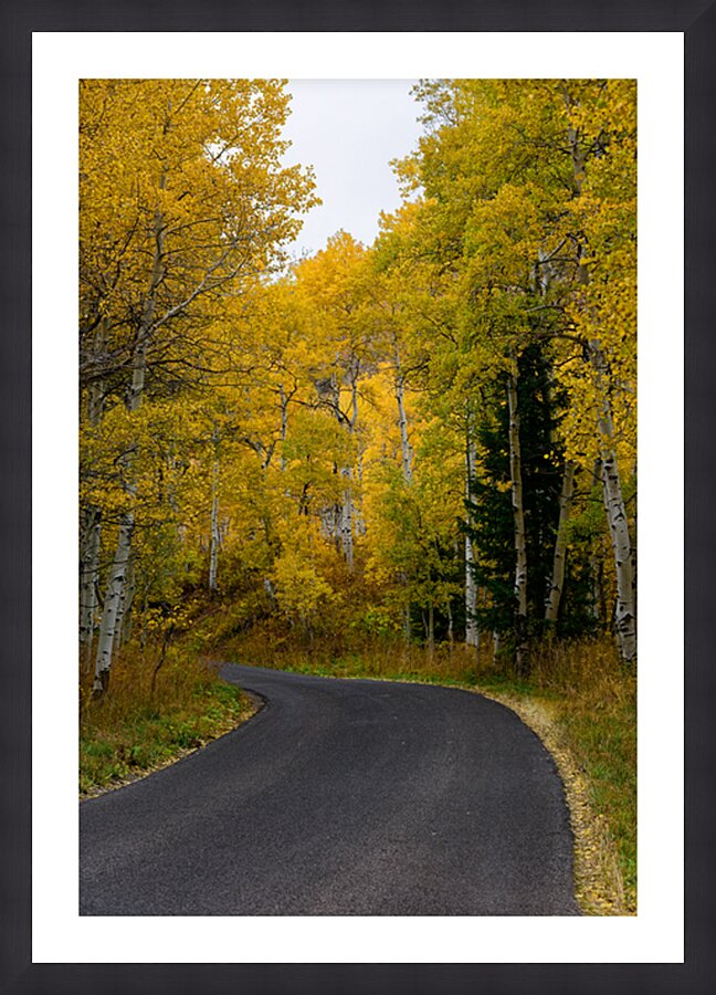 Roadway through Fall - Alpine Loop Utah Picture Frame print